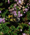 Bombus jonellus mâle